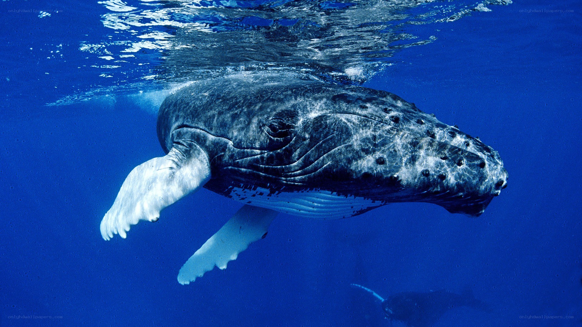 Humpback whale underwater