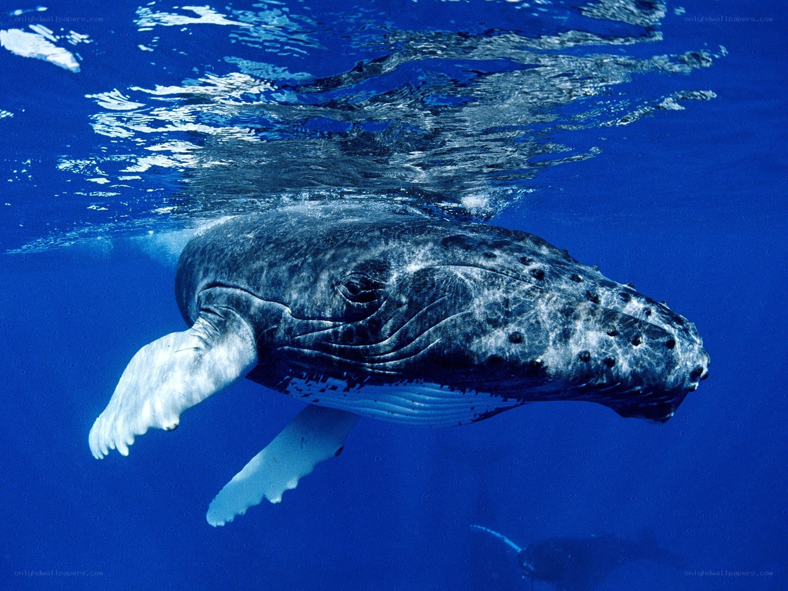 humpback whale underwater