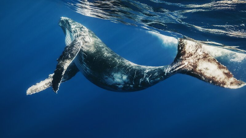 humpback whale underwater
