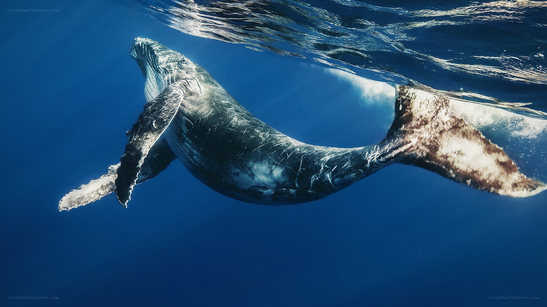 humpback whale underwater