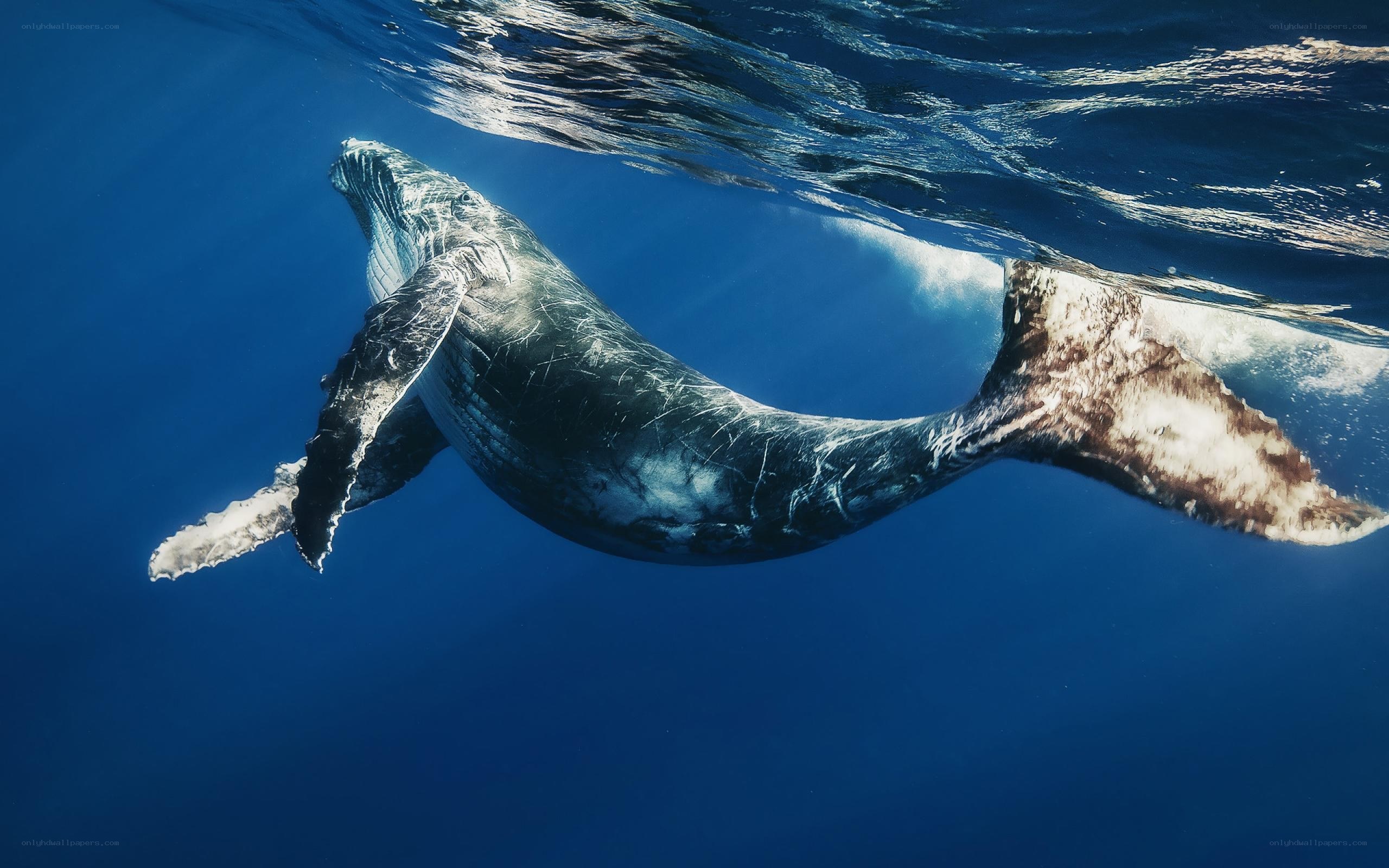 Humpback whale underwater