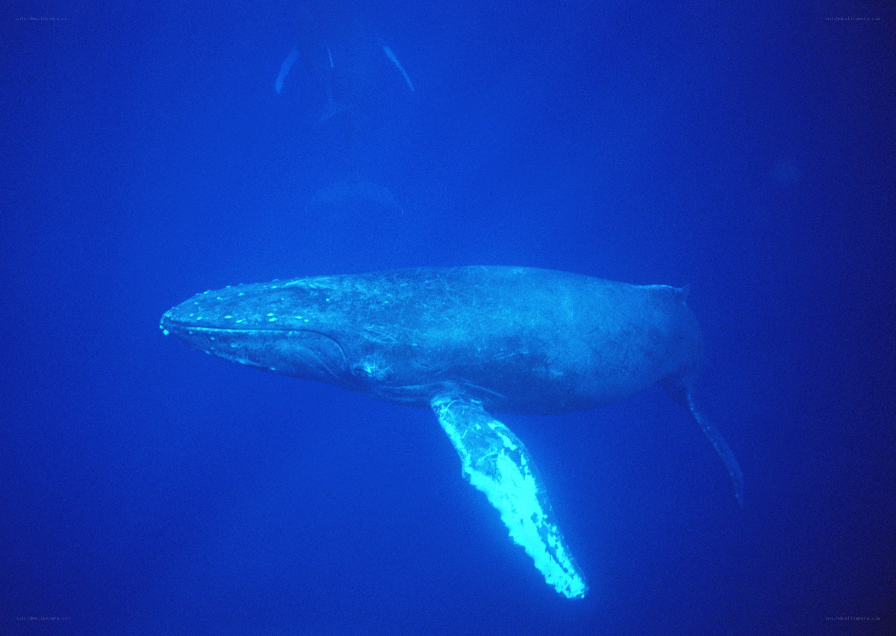 Humpback whale underwater