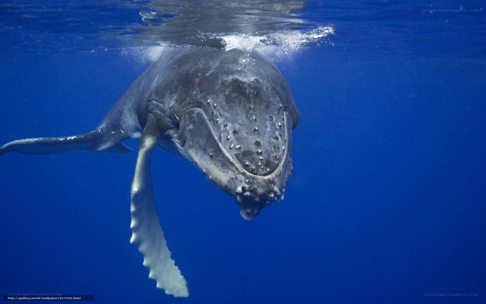 humpback whale underwater