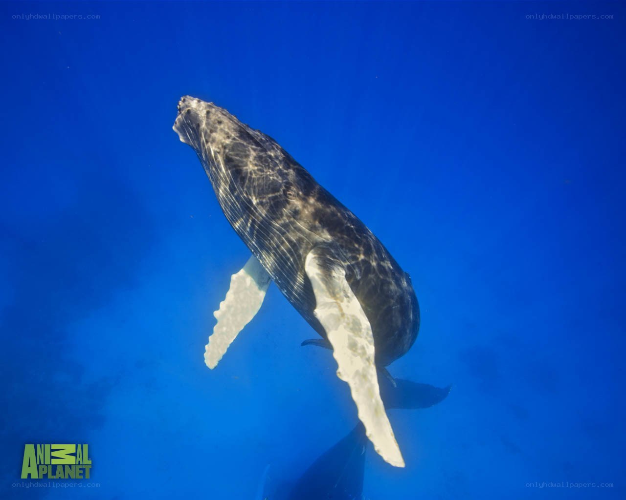 humpback whale underwater