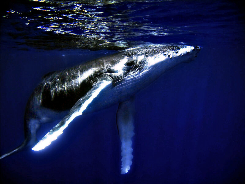 Humpback whale underwater