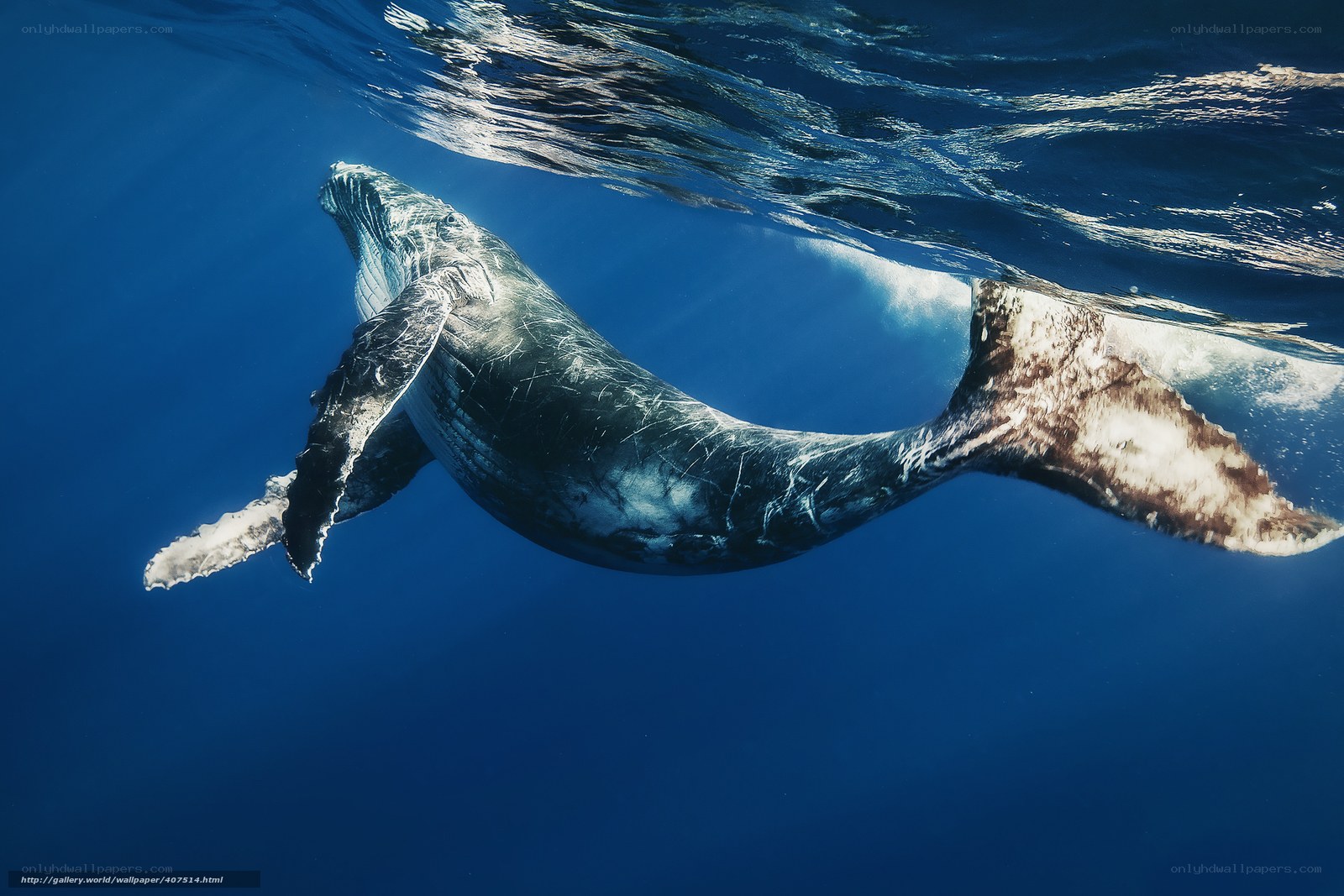 Humpback whale underwater
