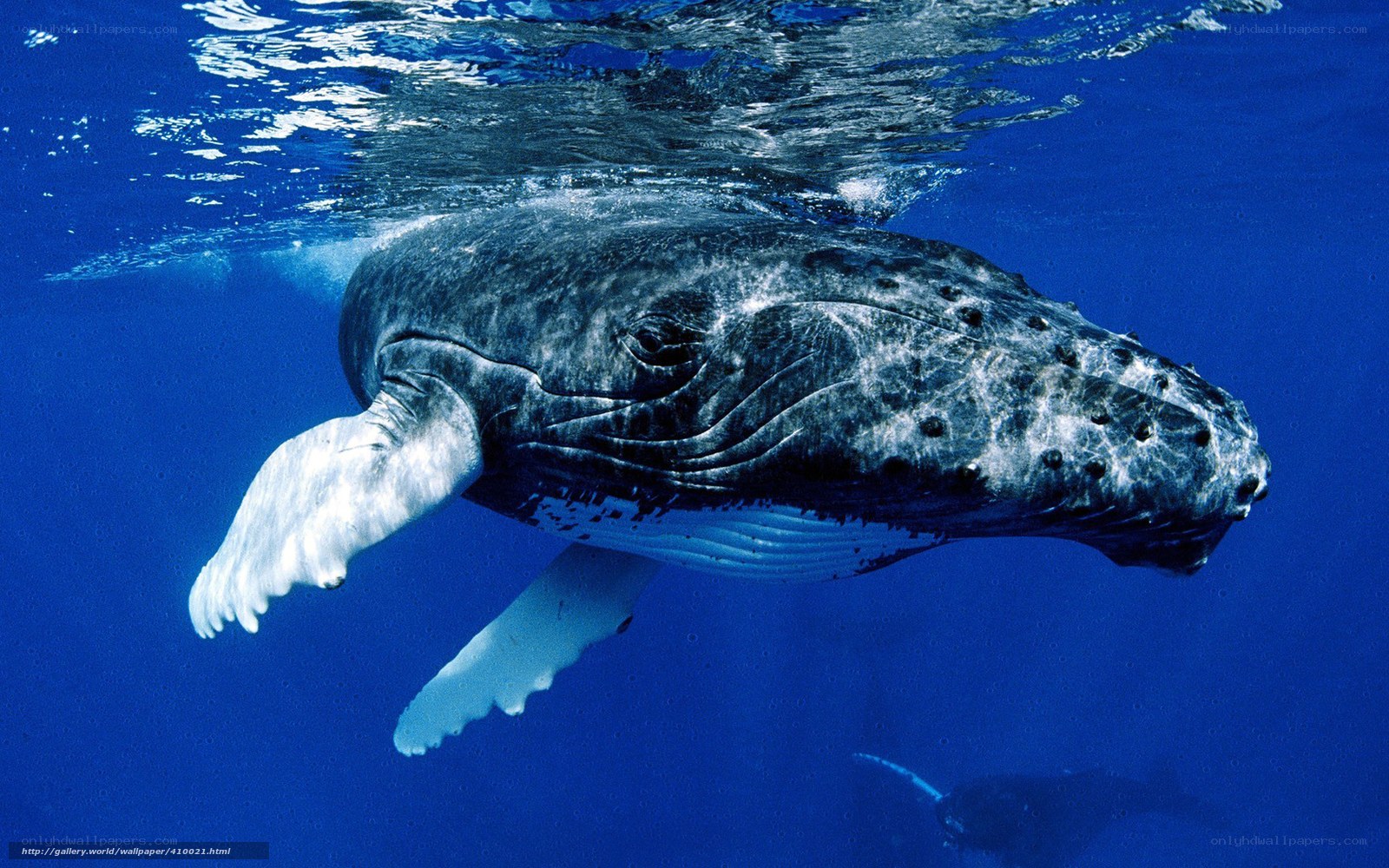 Humpback whale underwater