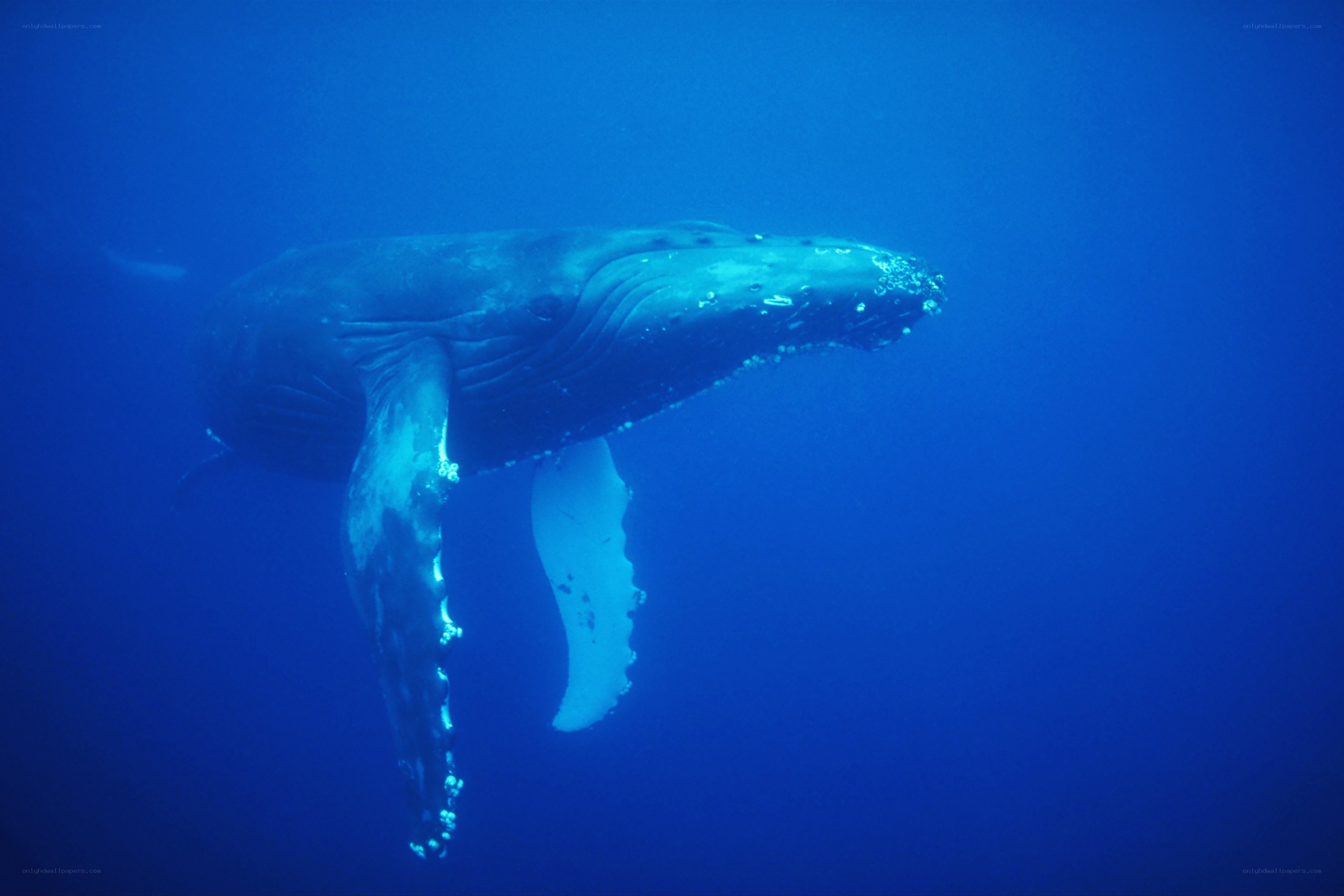 humpback whale underwater