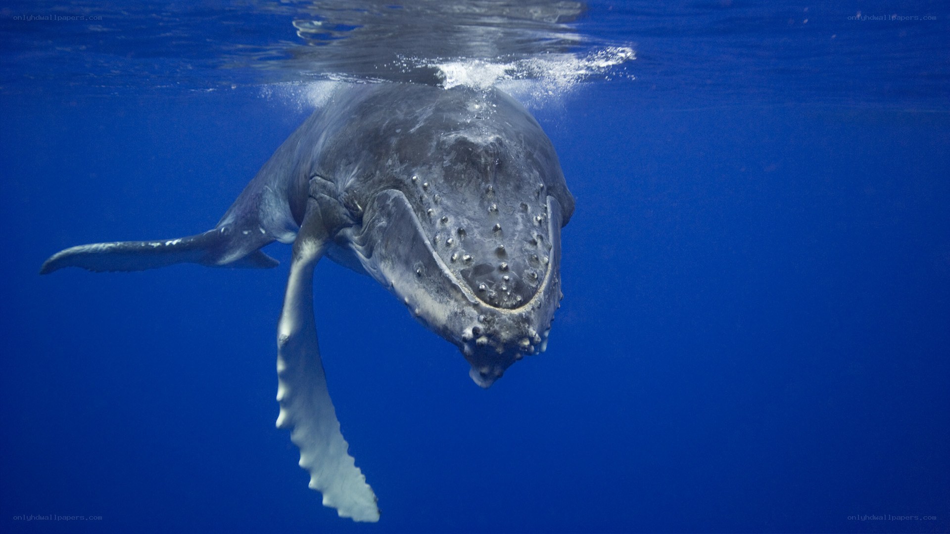 humpback whale underwater