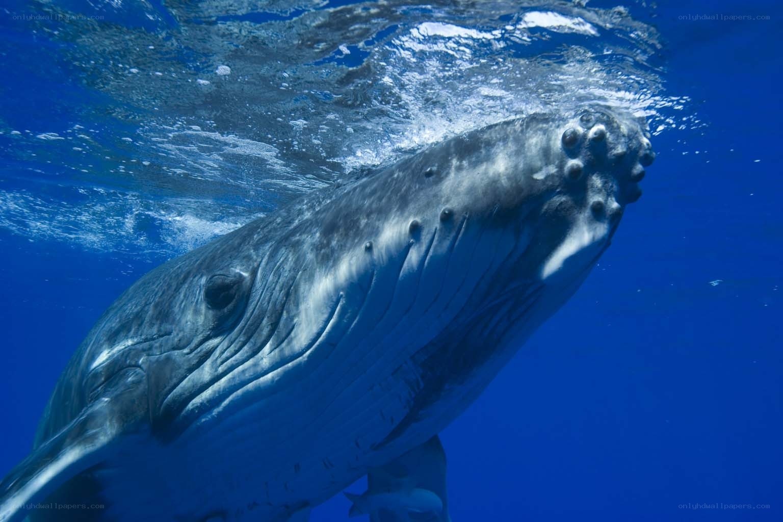 humpback whale underwater