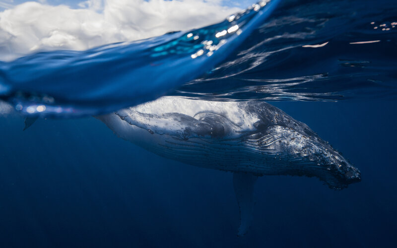 Humpback Whale Underwater — Blue, Serene, Afternoon, Photograph, Ocean, Sky