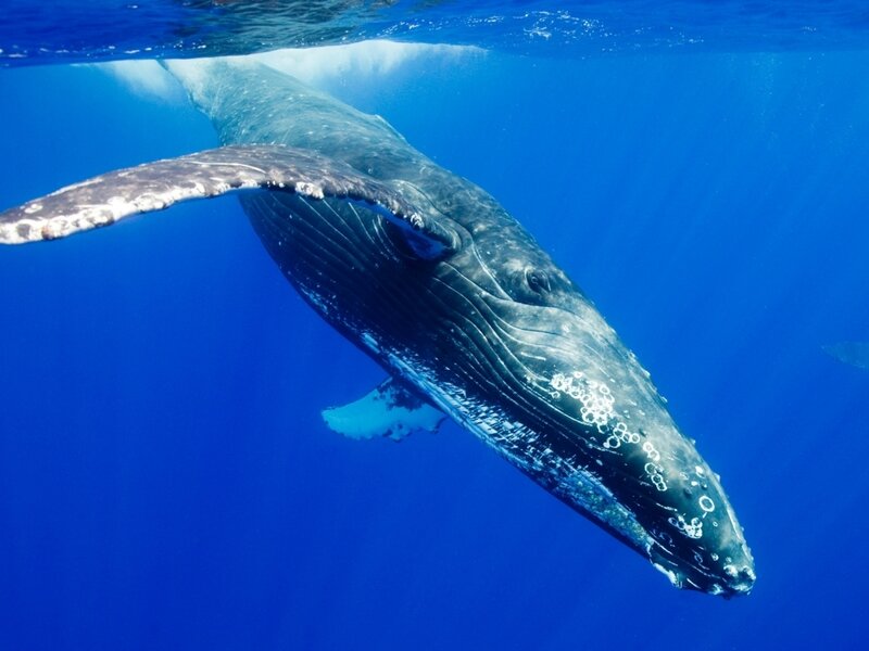 Humpback Whale Underwater — Blue, Serene, Afternoon