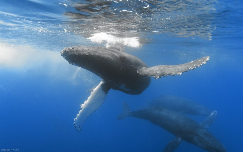 Humpback Whale Underwater — Blue, Serene, Photograph, Ocean, Bubbles