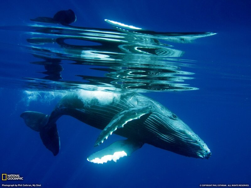 Humpback Whale Underwater — Blue, Serene, Photograph, Ocean, Surface Reflection