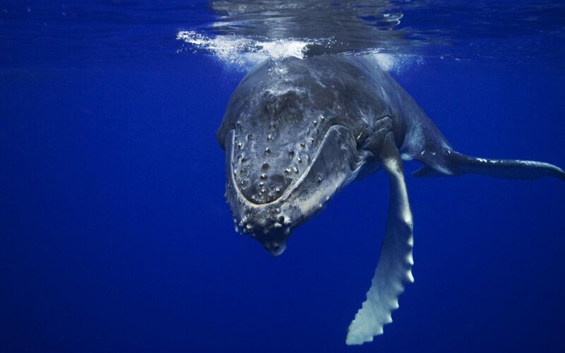 Humpback Whale Underwater — Blue, Serene, Photograph, Ocean, Surface