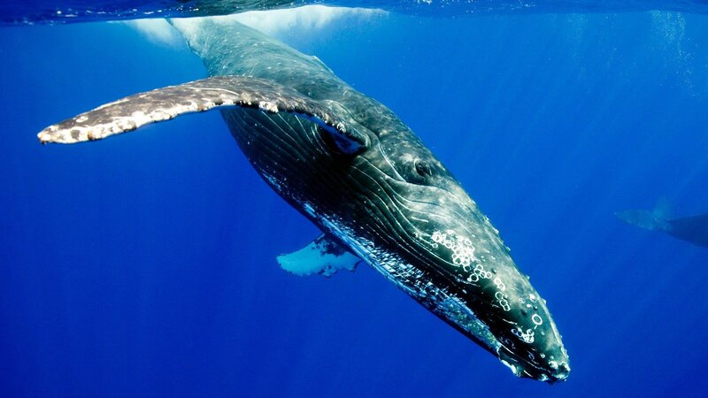 Humpback Whale Underwater — Blue, Serene, Photograph, Ocean
