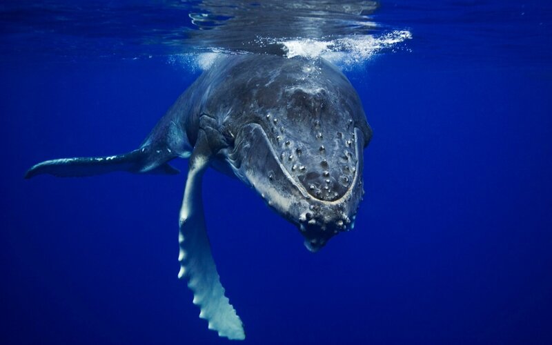 Humpback Whale Underwater — Blue, Serene, Photograph