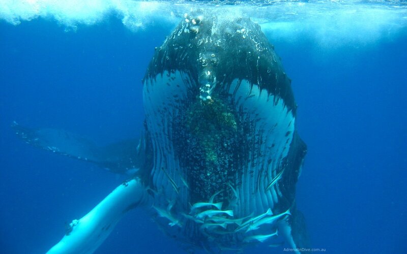 Humpback Whale Underwater — Blue