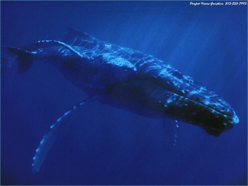 Humpback Whale Underwater — Sunlight