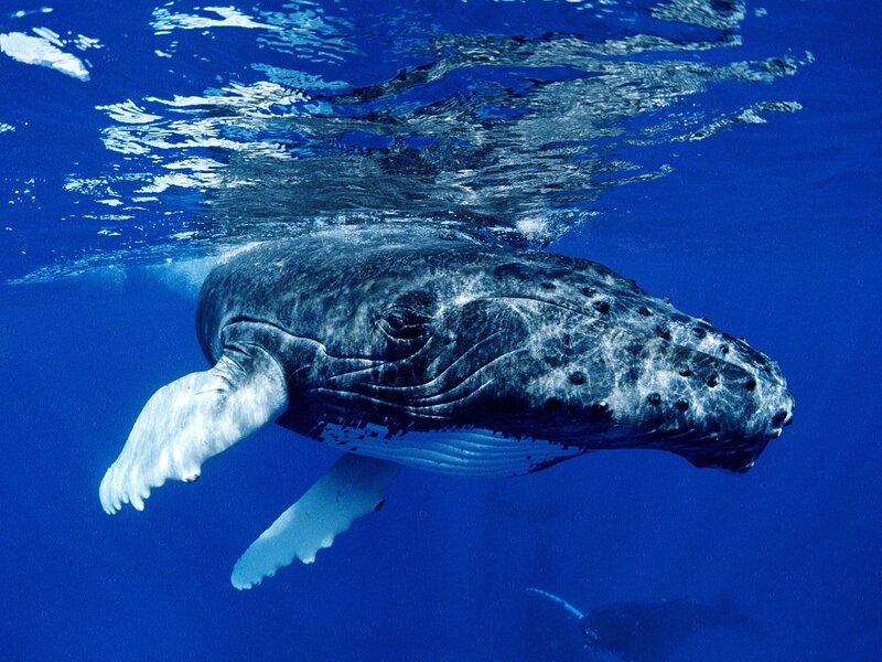 Humpback Whale Underwater — Surface