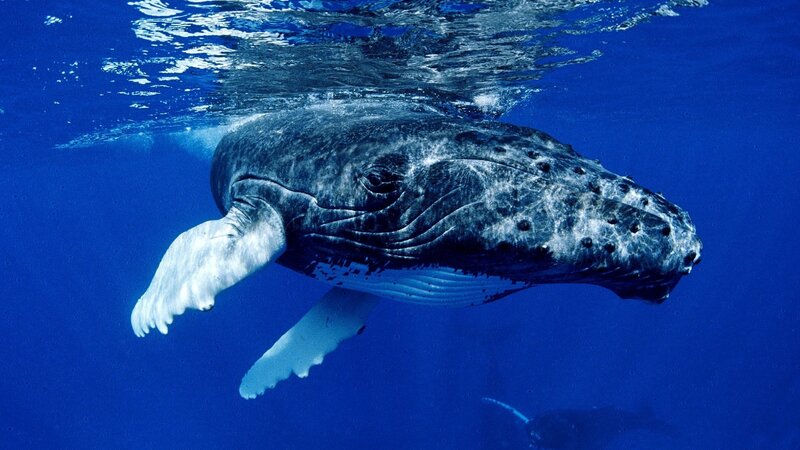 humpback whale underwater