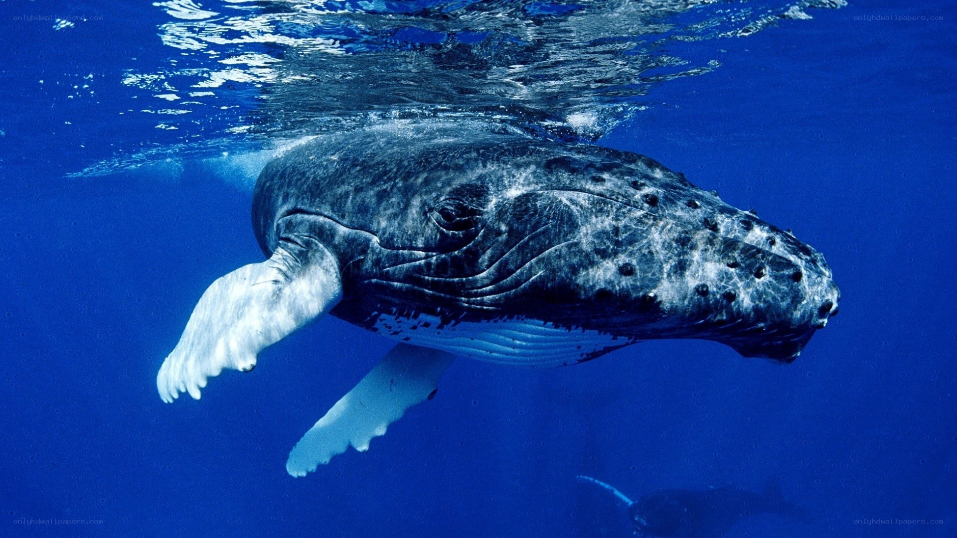 humpback whale underwater