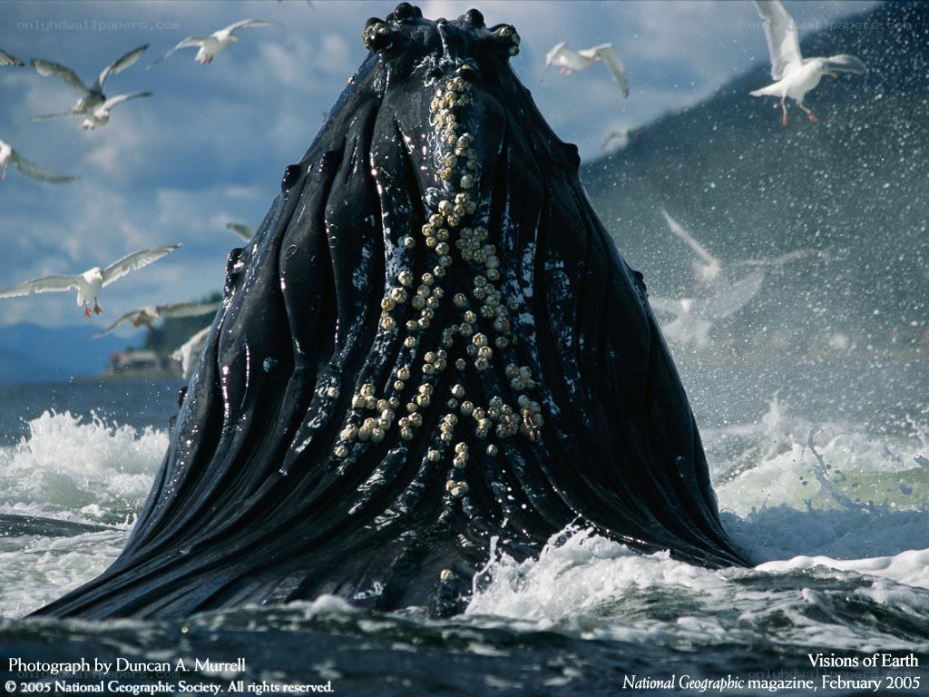 Humpback whale with barnacles