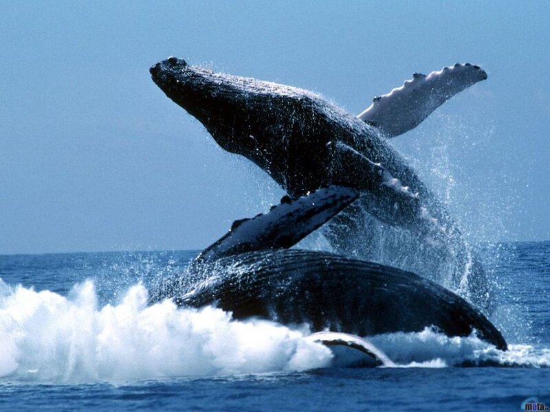 Humpback Whales Breaching — Blue, Dynamic, Afternoon
