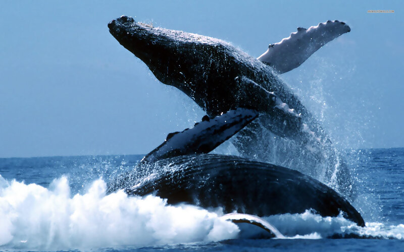 Humpback Whales Breaching — Blue, Dynamic