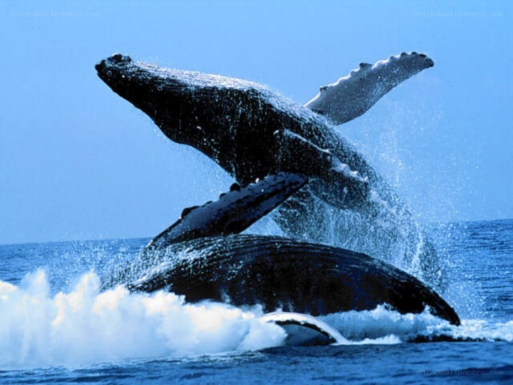 Humpback whales breaching