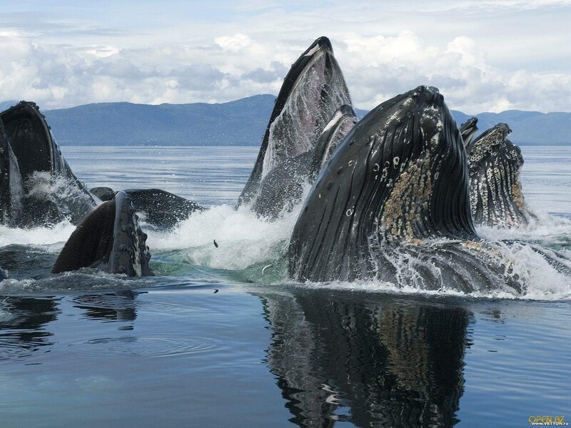 Humpback Whales Feeding — Blue, Dynamic, Afternoon, Photograph