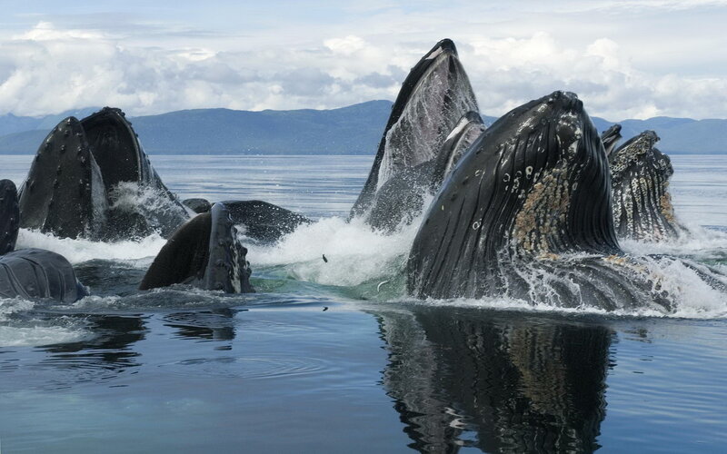 Humpback Whales Feeding — Blue, Dynamic, Afternoon