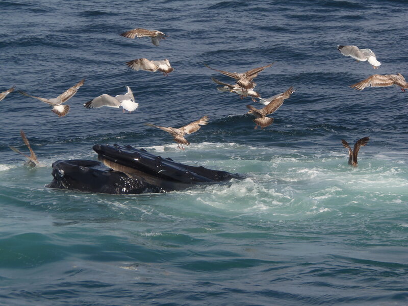 Humpback Whales Feeding — Blue, Dynamic
