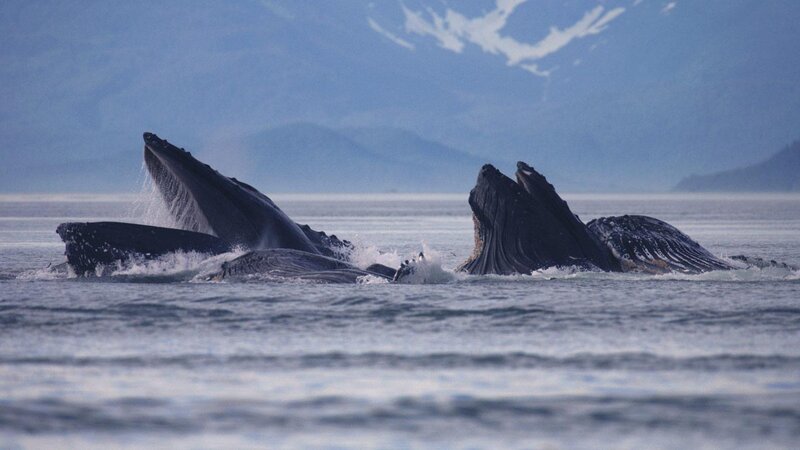Humpback Whales Feeding — Blue, Serene