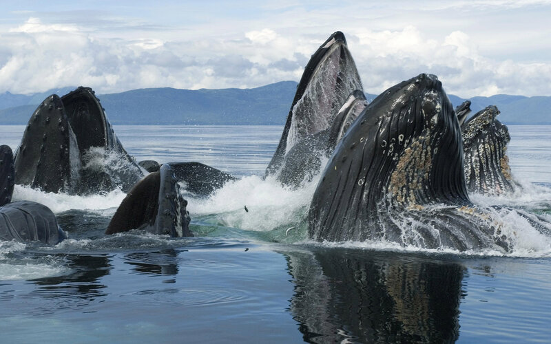 Humpback Whales Feeding — Blue