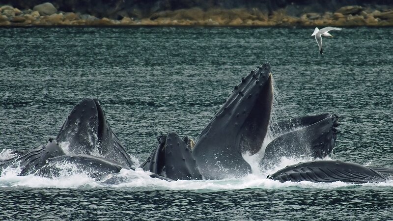 Humpback Whales Feeding — Gray