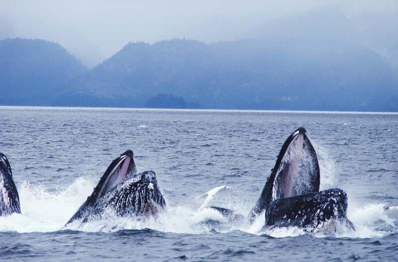 Humpback Whales Feeding