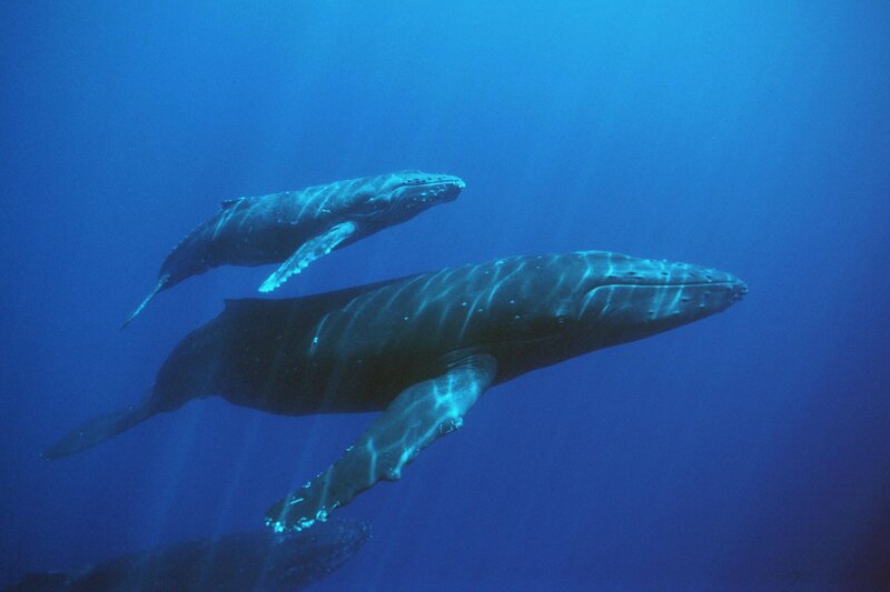 Humpback Whales Swimming — Blue