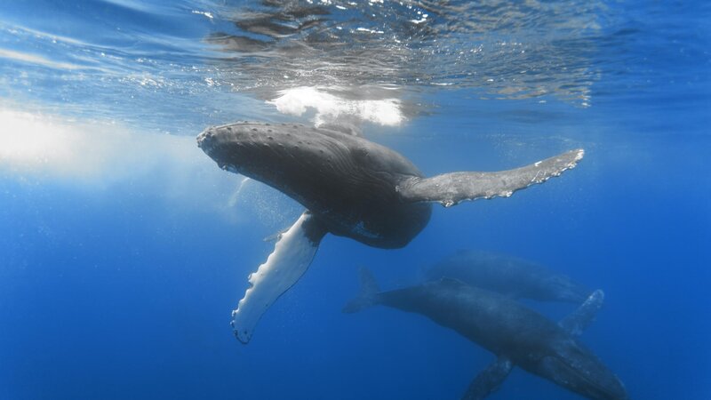 Humpback whales swimming underwater