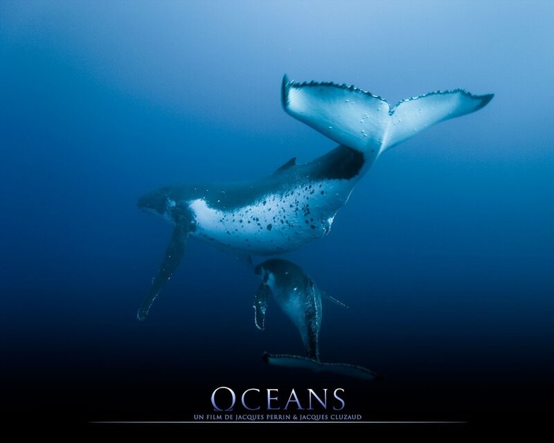 Humpback whales swimming underwater