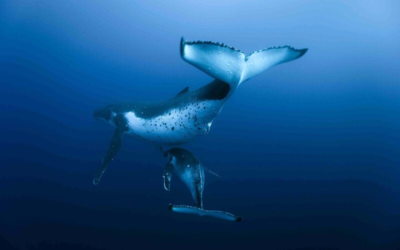 Humpback whales swimming underwater