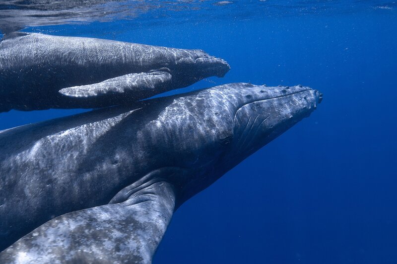 Humpback whales swimming underwater
