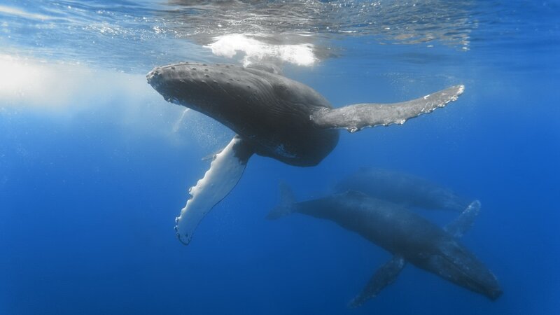 Humpback whales swimming underwater