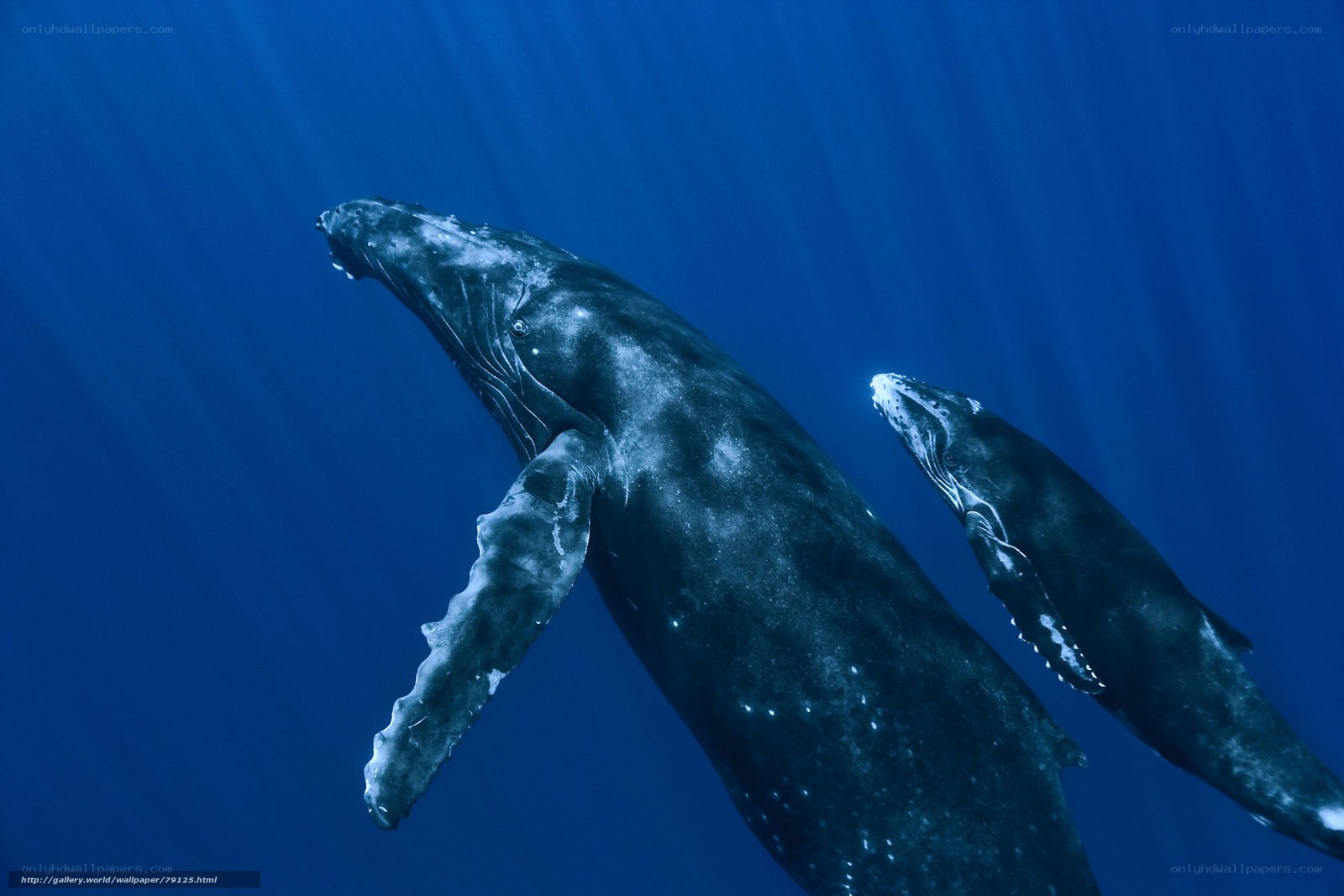 Humpback whales swimming underwater