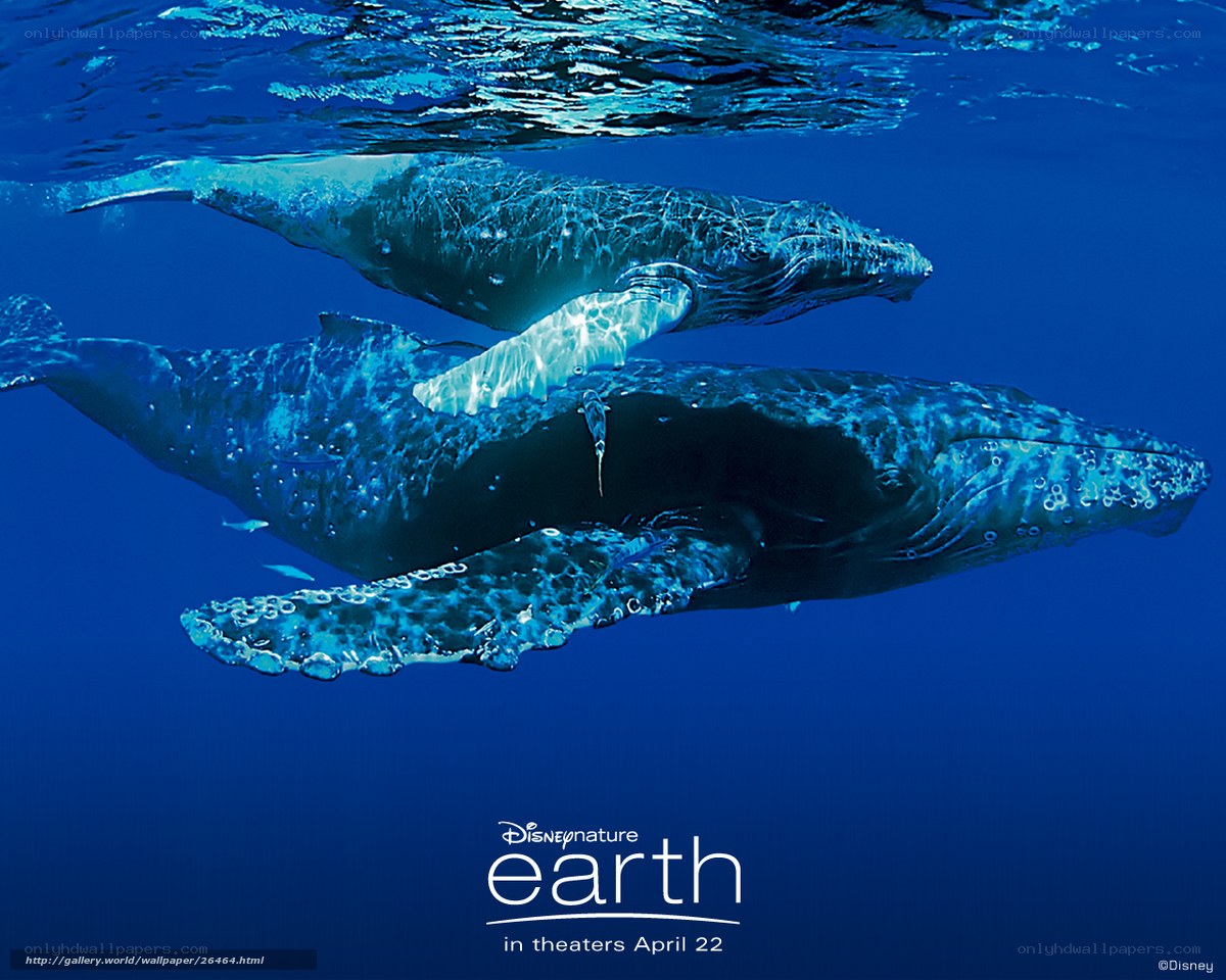 Humpback whales underwater