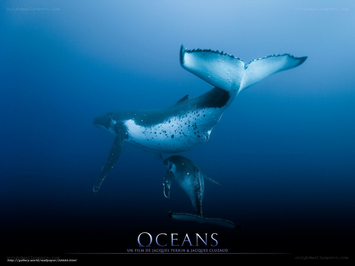 Humpback whales underwater