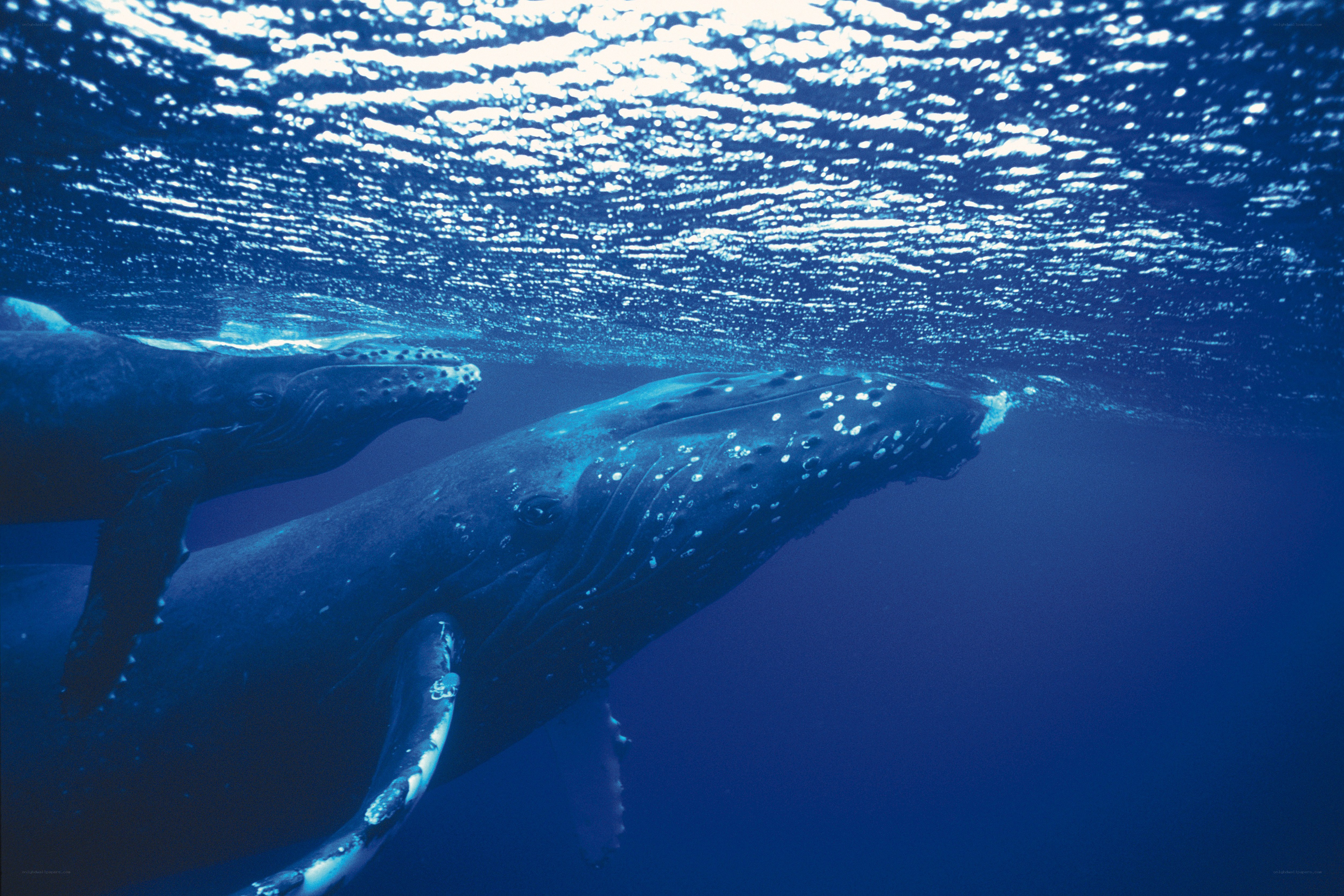 Humpback whales underwater