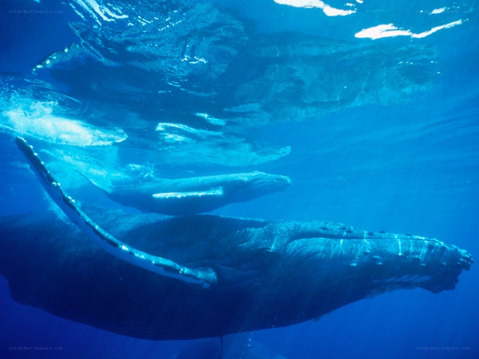 Humpback whales underwater