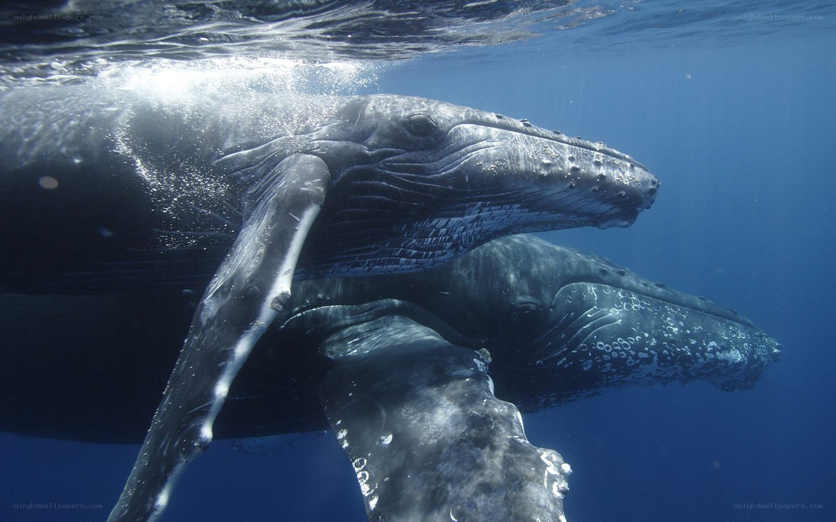 Humpback whales underwater