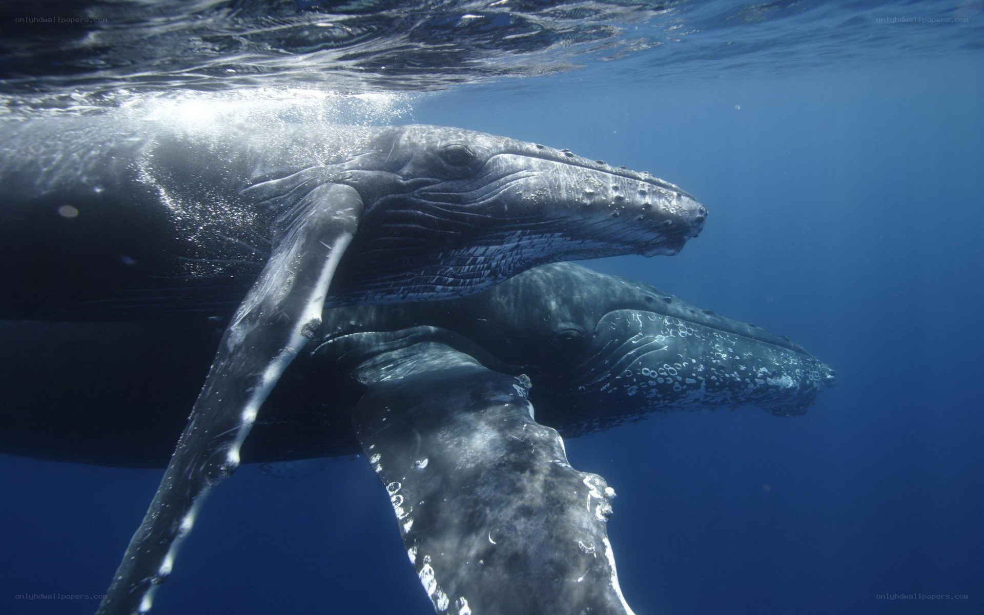 Humpback whales underwater
